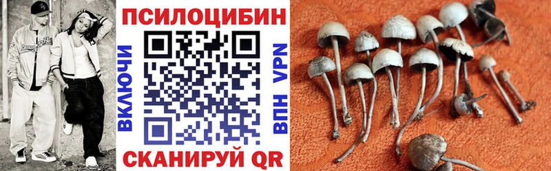 Галлюциногенные грибы Psilocybine cubensis  как найти закладки  Отрадный 